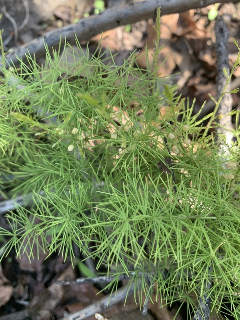 Asparagus minutiflorus photo 2