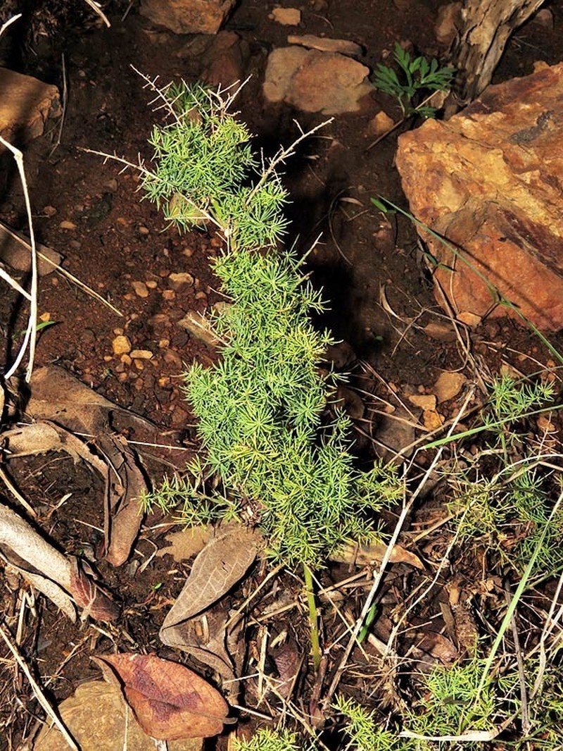 Asparagus minutiflorus photo 3