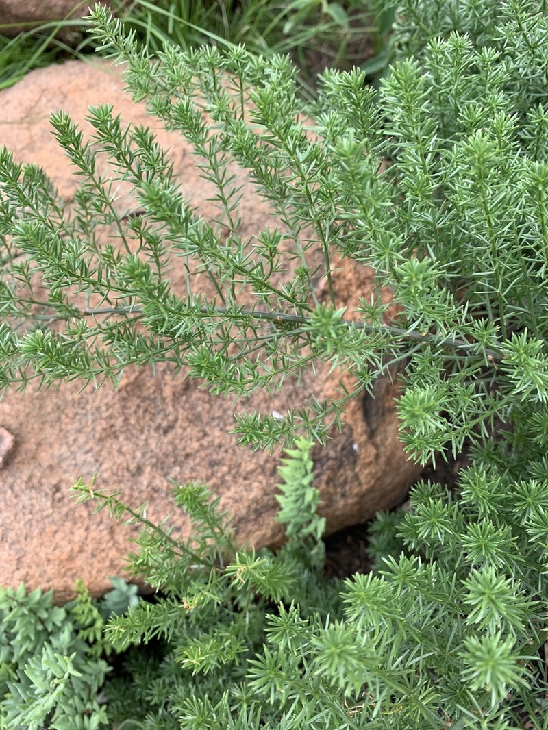Asparagus minutiflorus photo 4