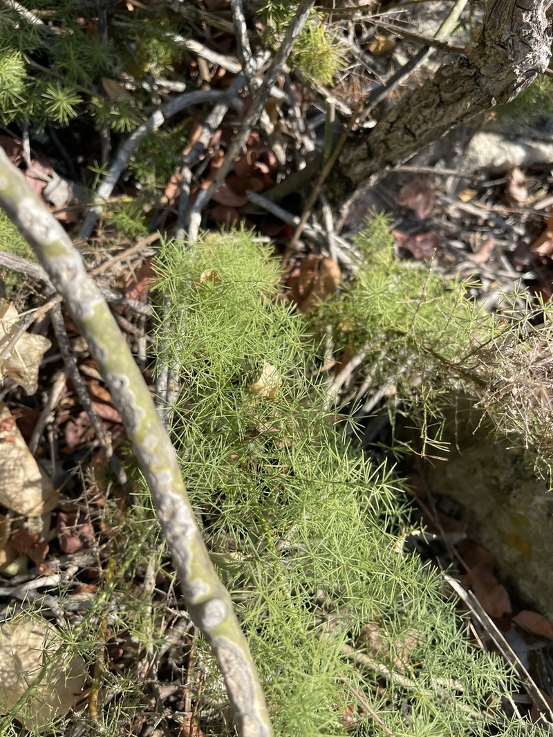 Asparagus minutiflorus photo 5