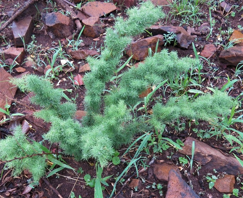 Asparagus minutiflorus photo 6