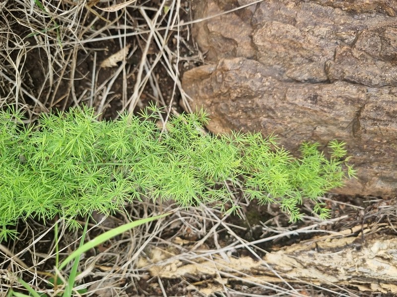 Asparagus minutiflorus photo 7