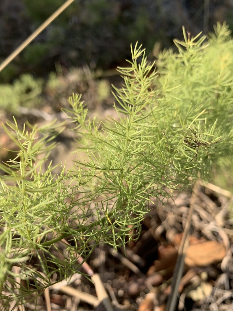 Asparagus minutiflorus photo 8
