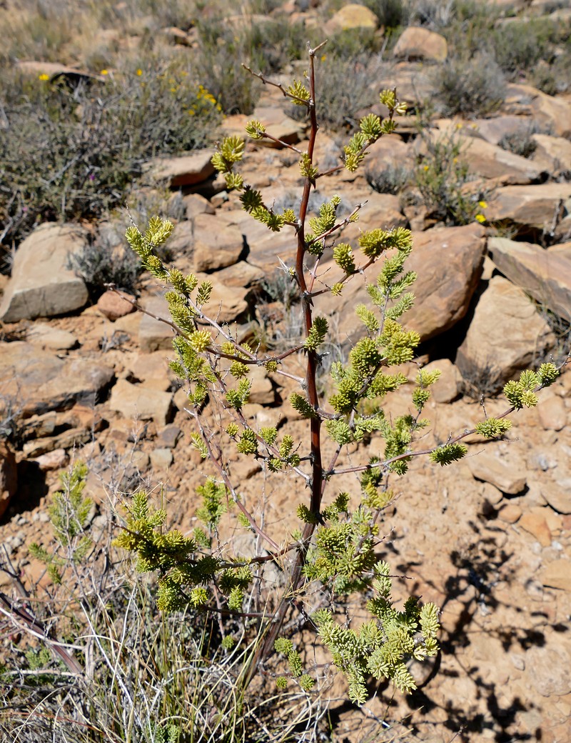 Asparagus mucronatus