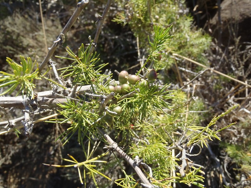 Asparagus mucronatus photo 2