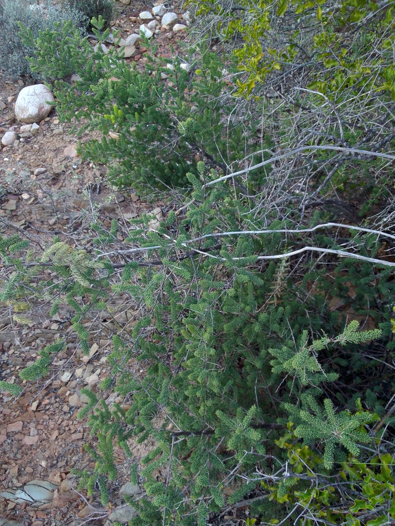 Asparagus mucronatus photo 4