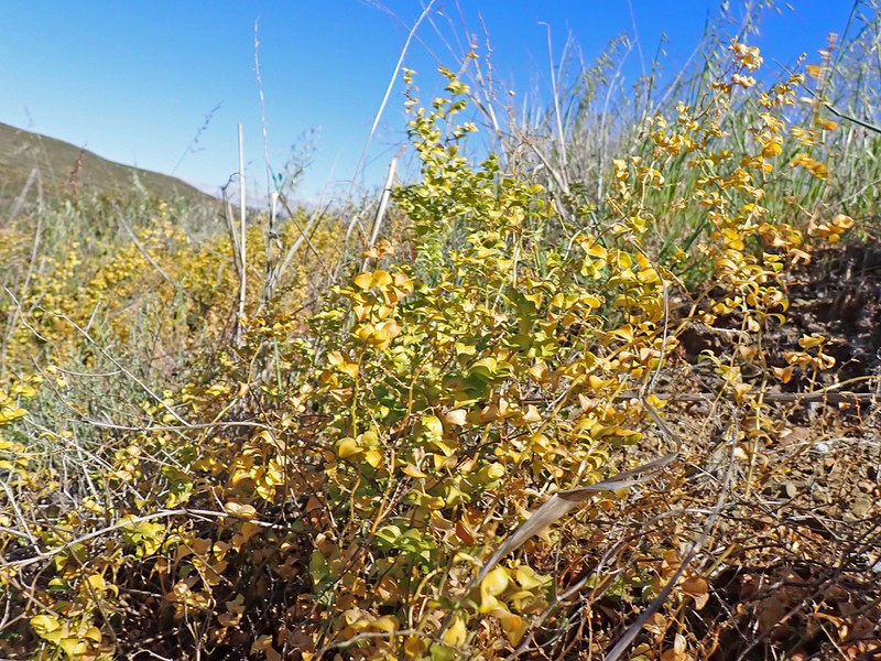 Asparagus multituberosus