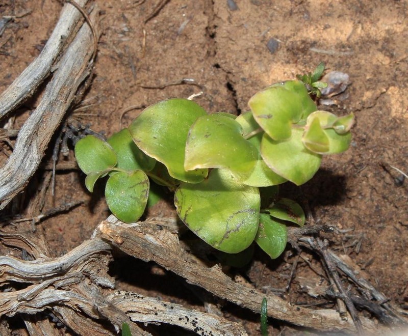 Asparagus multituberosus photo 2