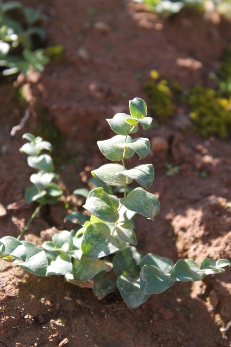 Asparagus multituberosus photo 3