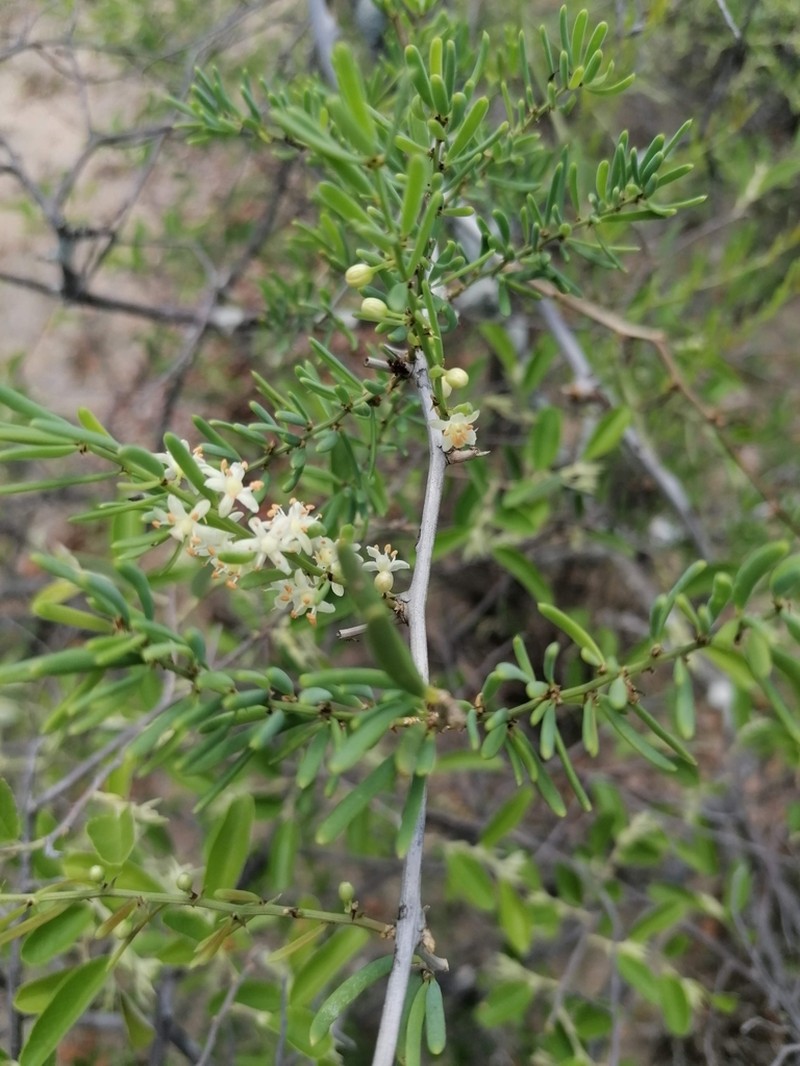 Asparagus natalensis