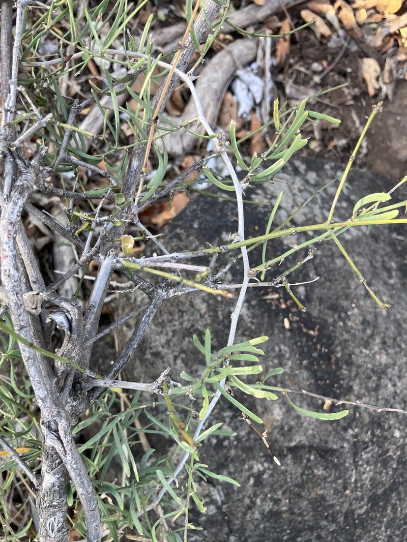 Asparagus natalensis photo 2