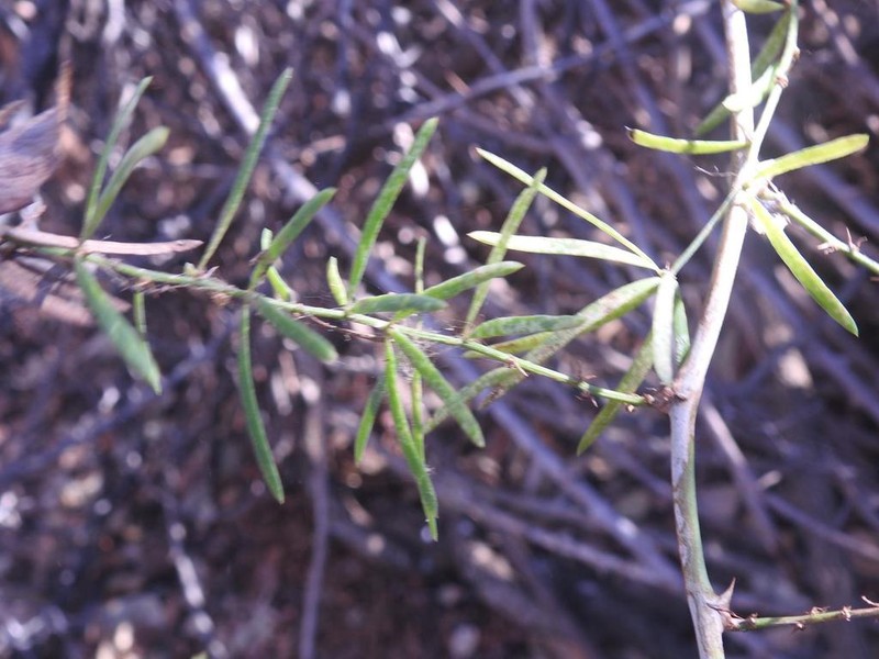 Asparagus natalensis photo 3