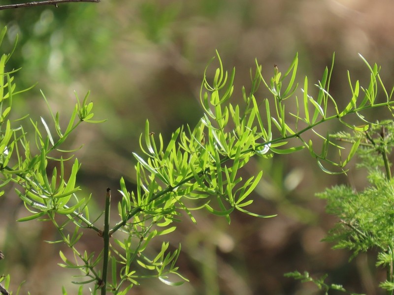 Asparagus natalensis photo 4