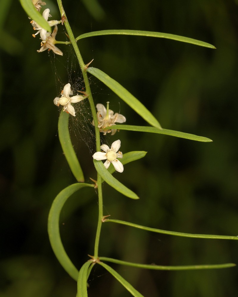 Asparagus natalensis photo 5