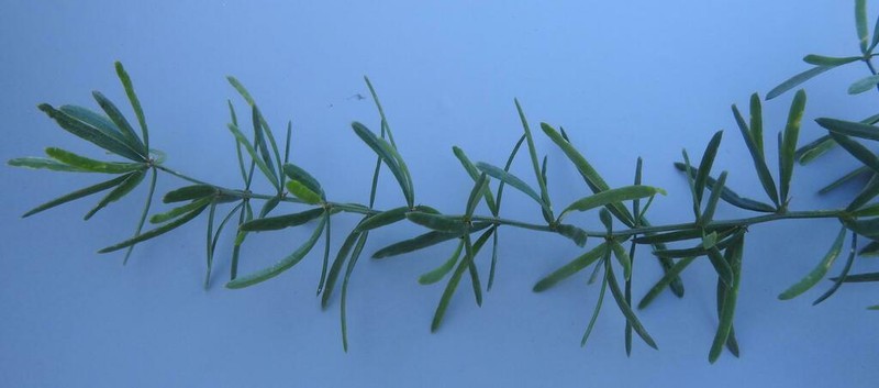 Asparagus natalensis photo 6