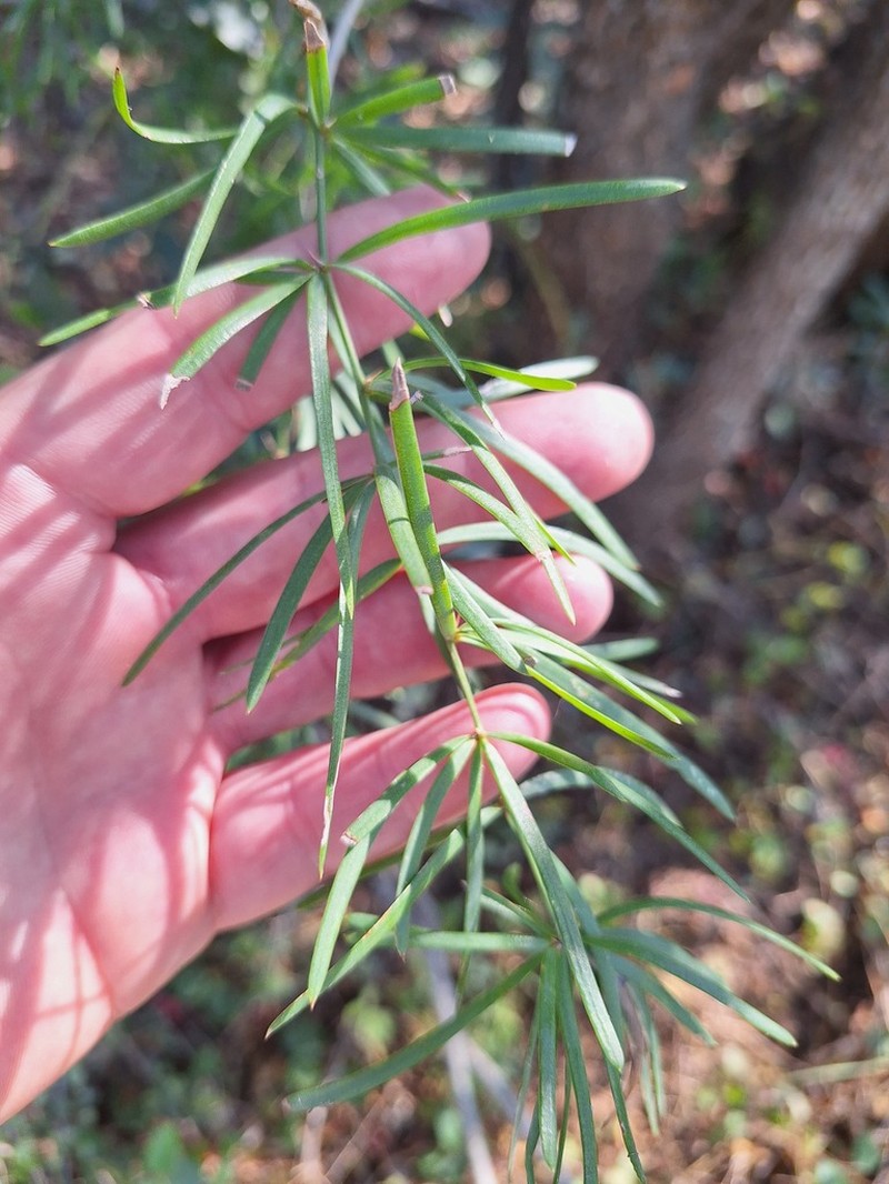 Asparagus natalensis photo 7