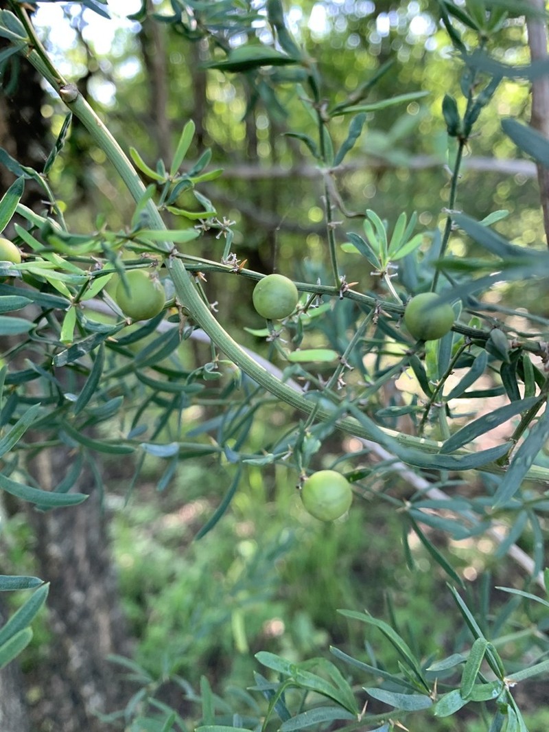 Asparagus natalensis photo 8