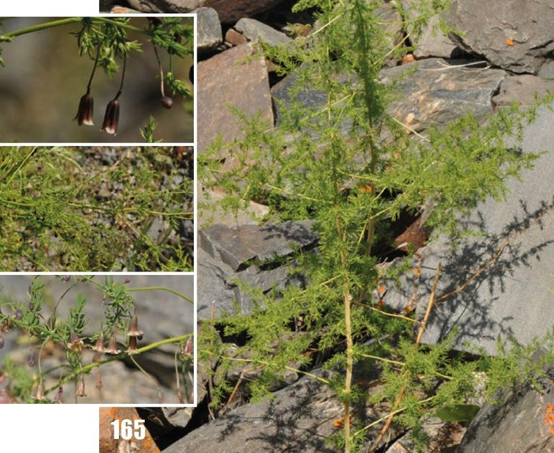 Asparagus neglectus