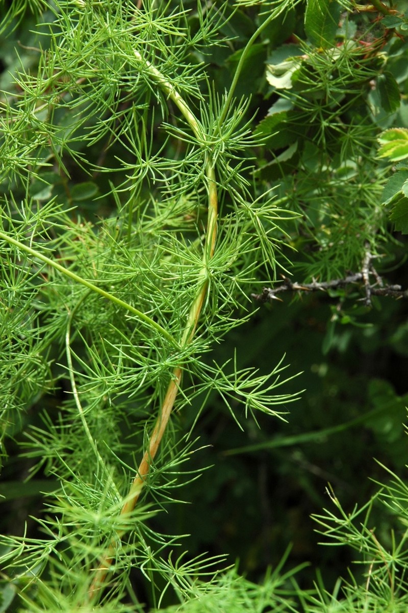 Asparagus neglectus photo 2
