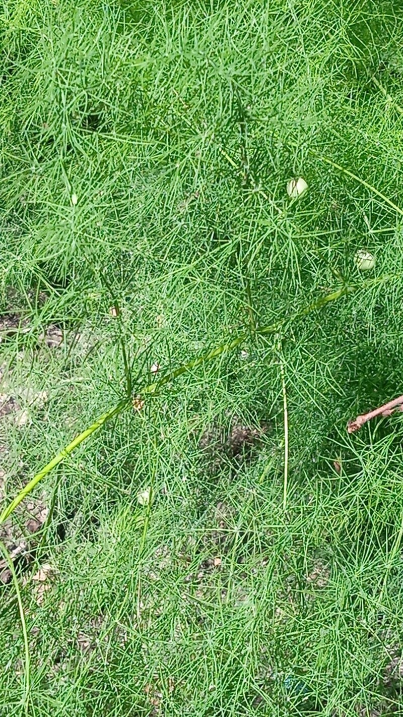 Asparagus neglectus photo 3