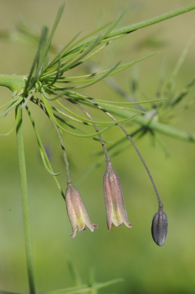 Asparagus neglectus photo 4