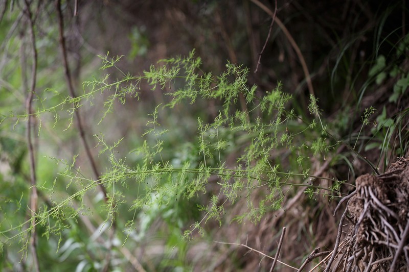 Asparagus neglectus photo 5