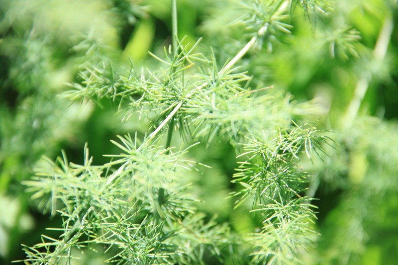 Asparagus neglectus photo 6