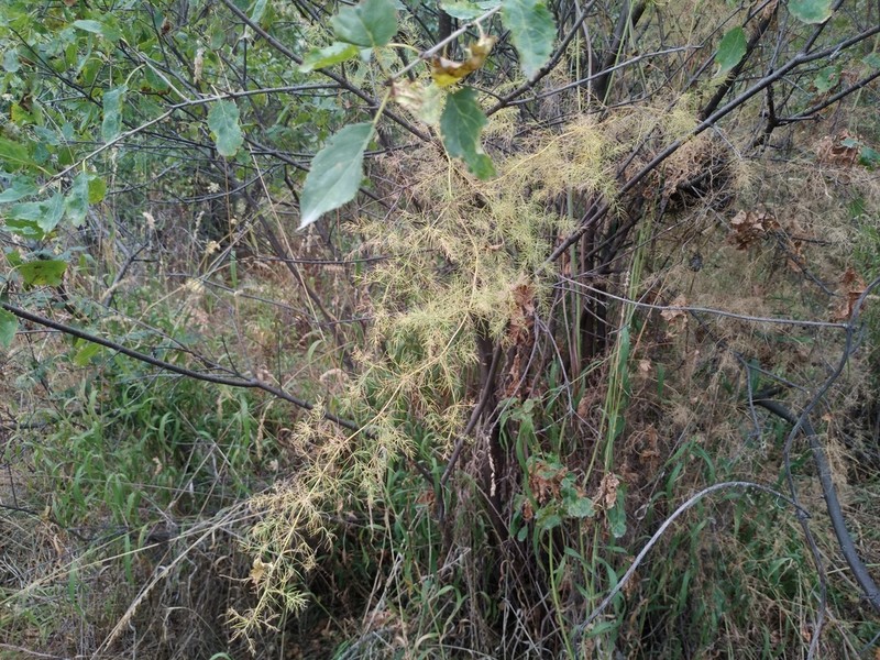Asparagus neglectus photo 7