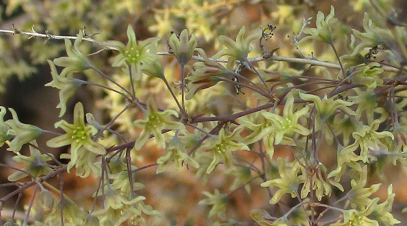 Asparagus nelsii