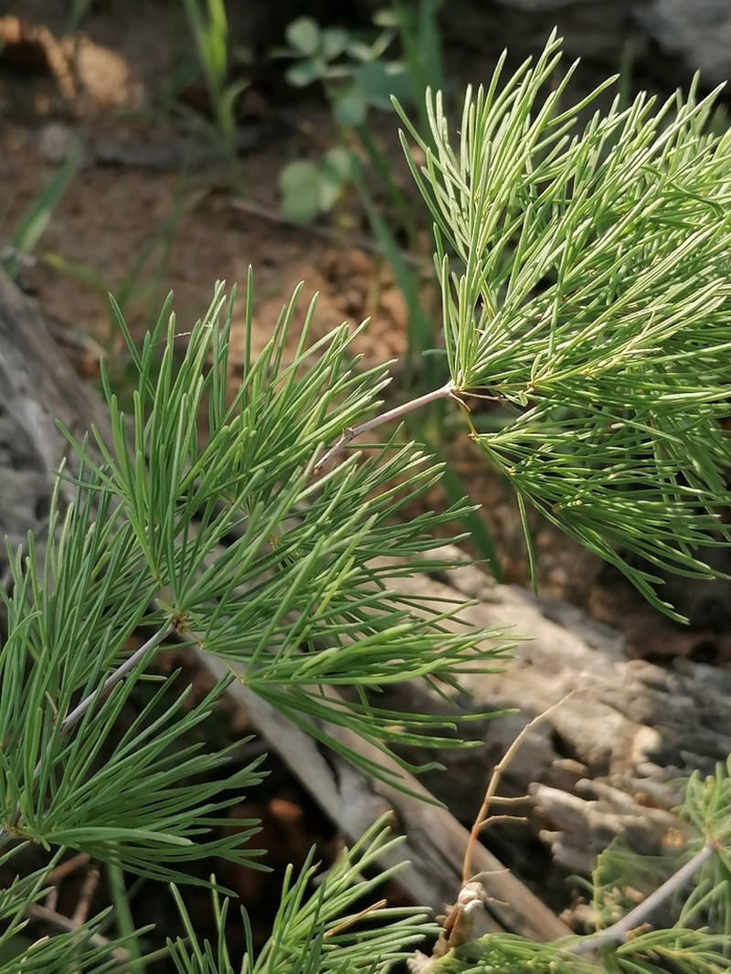 Asparagus nelsii photo 4