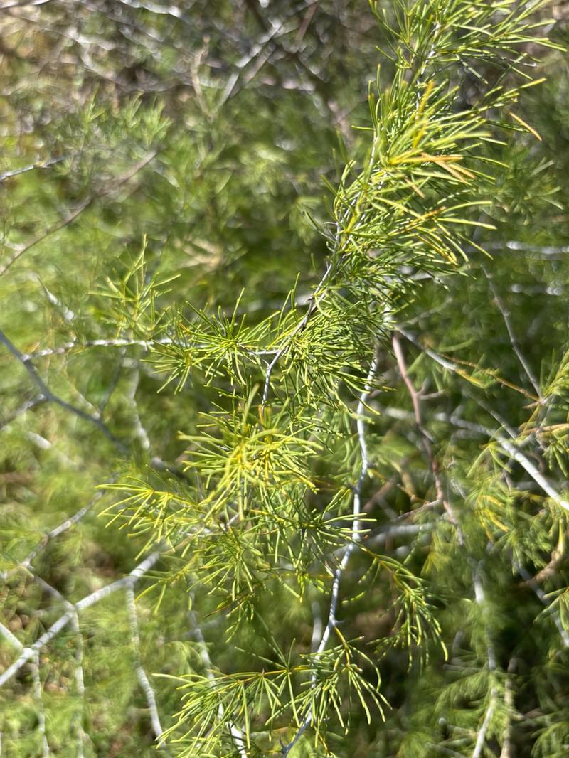 Asparagus nelsii photo 6