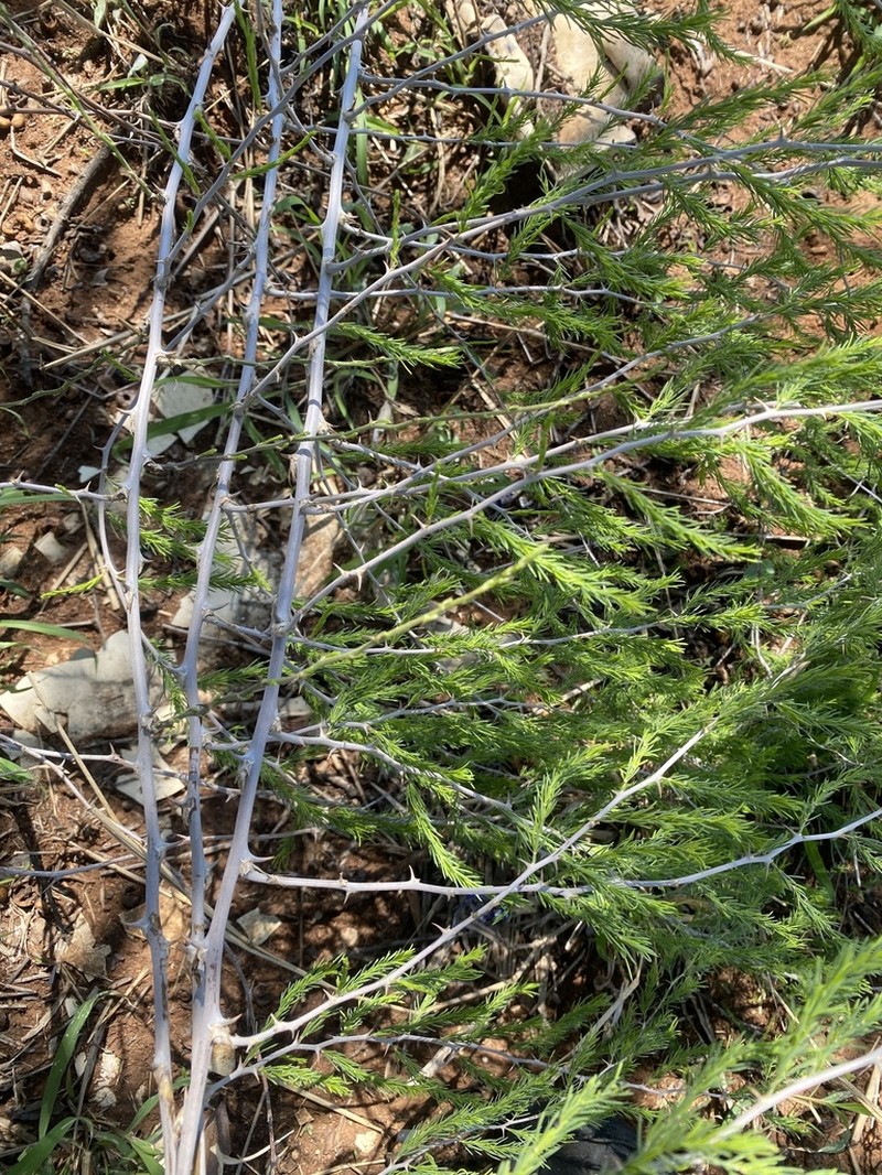Asparagus nelsii photo 7