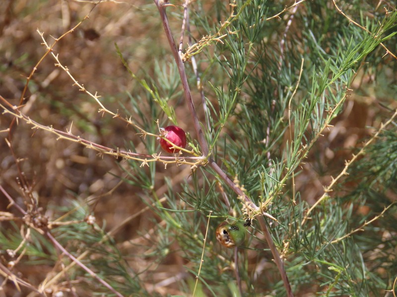 Asparagus nelsii photo 8