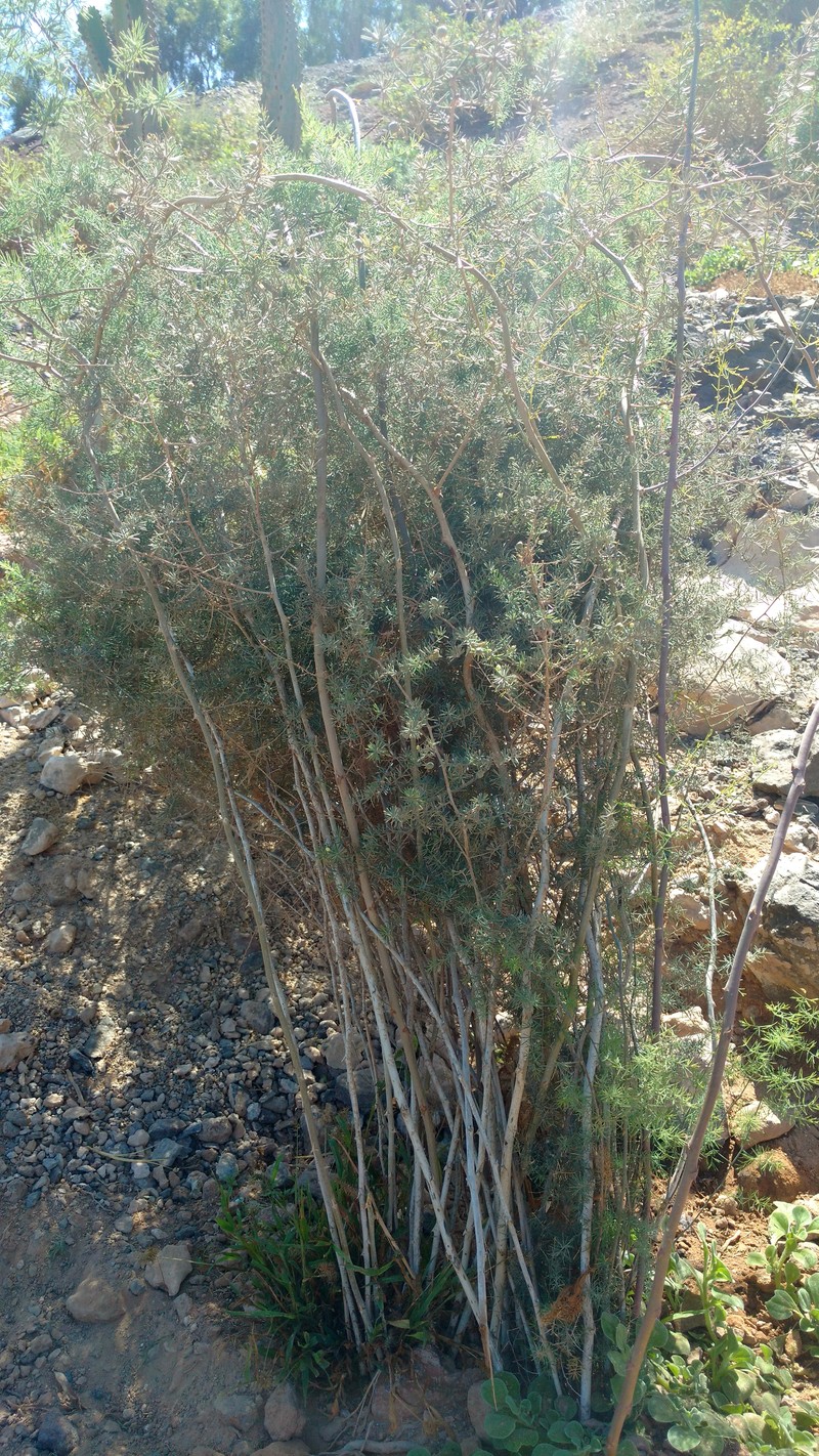Asparagus nesiotes