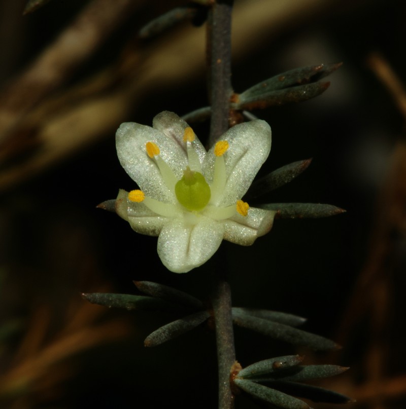 Asparagus nesiotes photo 2