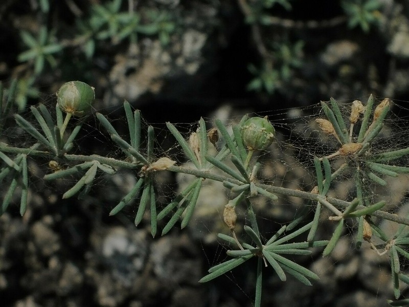 Asparagus nesiotes photo 3