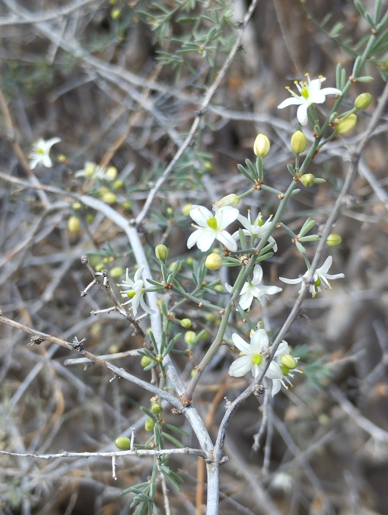 Asparagus nesiotes photo 5