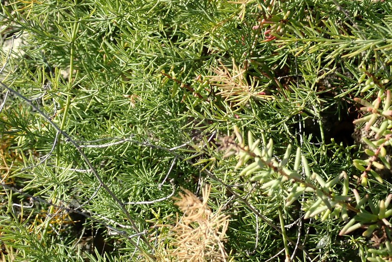 Asparagus nesiotes photo 6