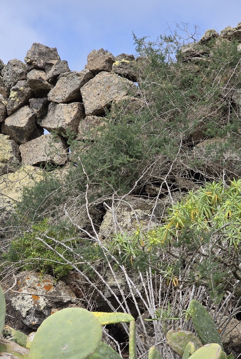 Asparagus nesiotes photo 7