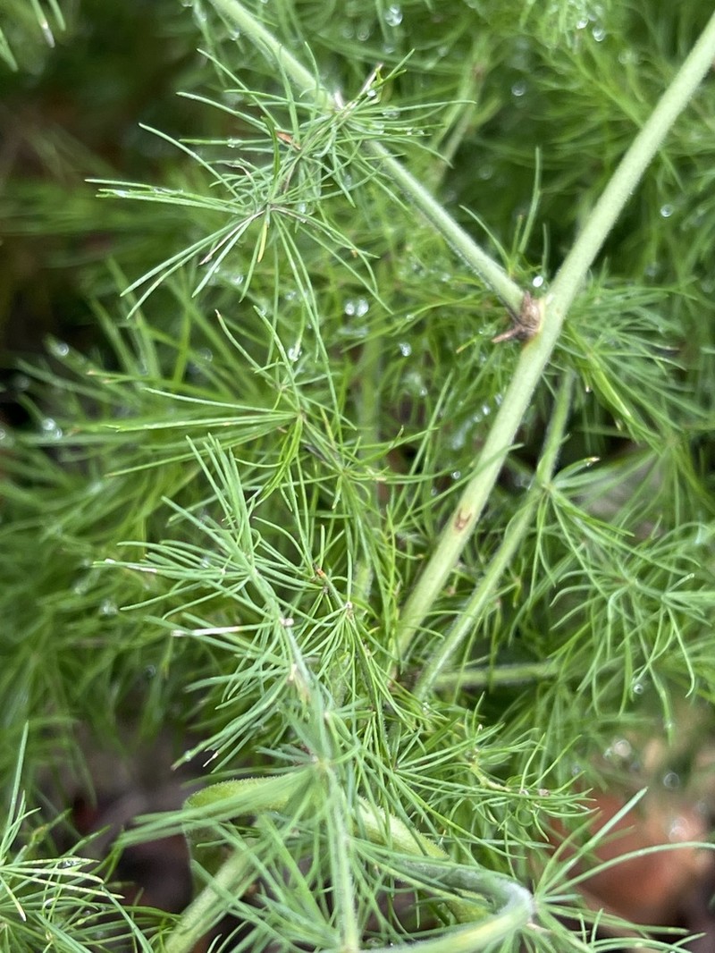 Asparagus nodulosus photo 2