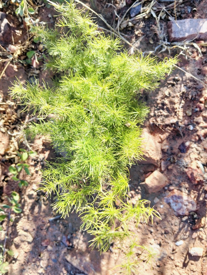 Asparagus nodulosus photo 4