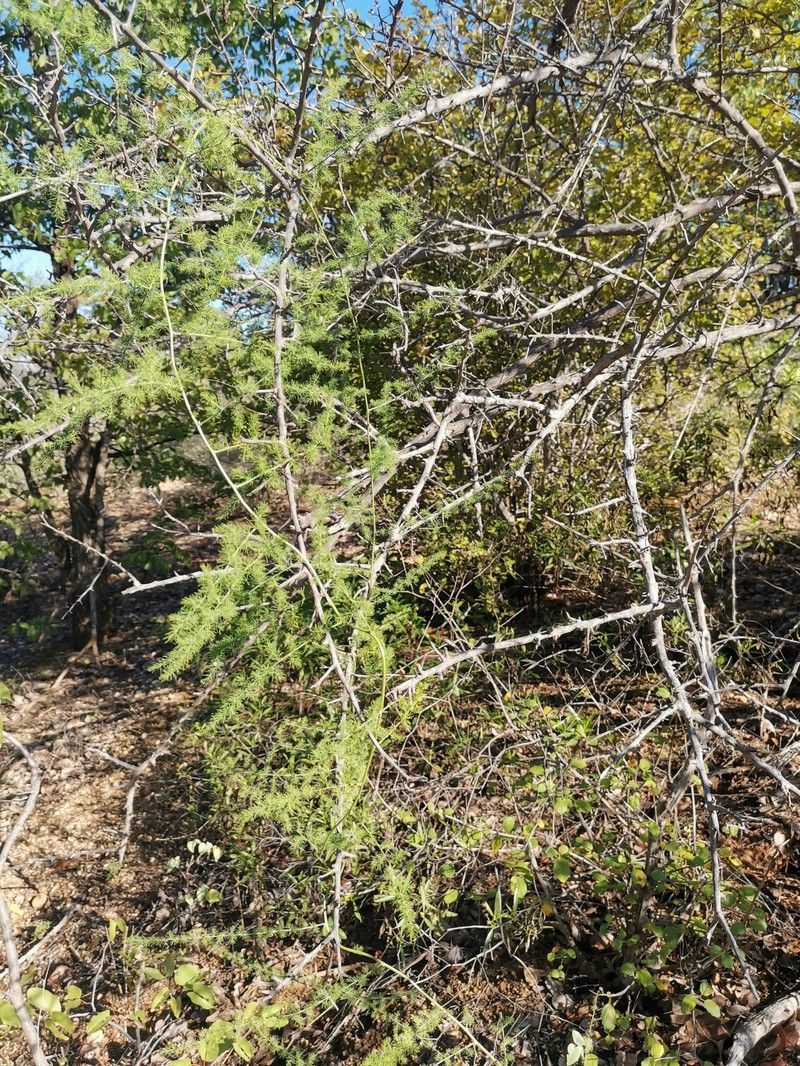 Asparagus nodulosus photo 6