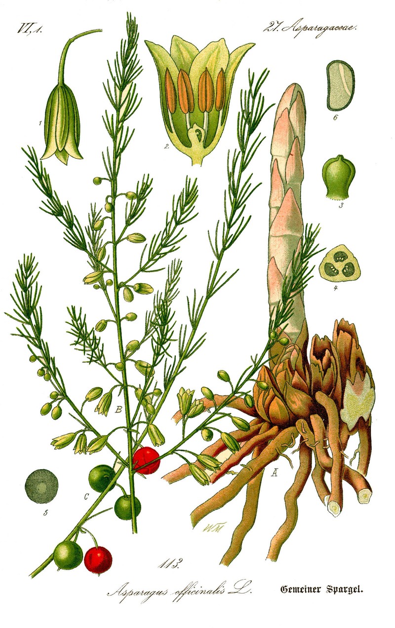Garden Asparagus photo 2