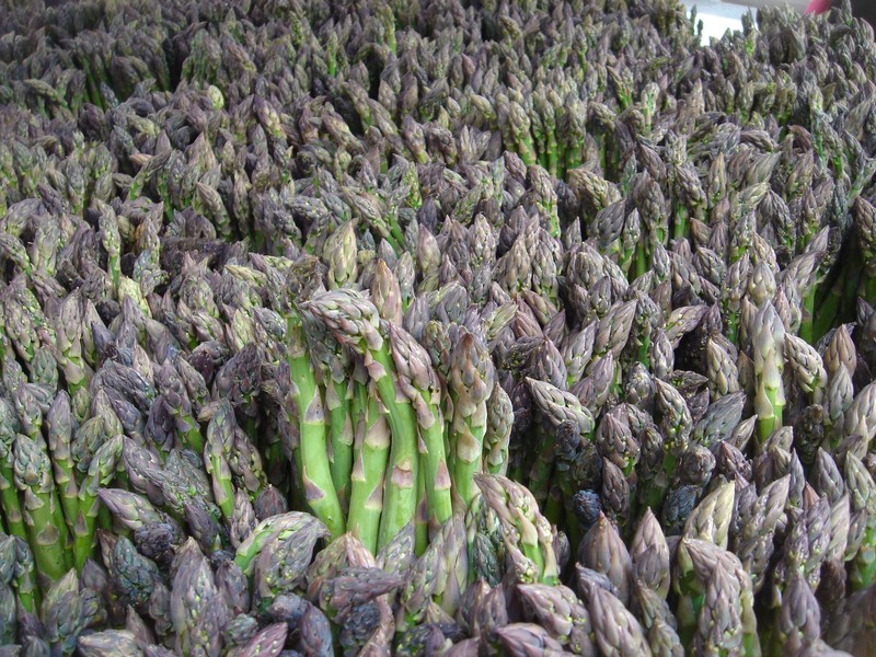 Garden Asparagus photo 3