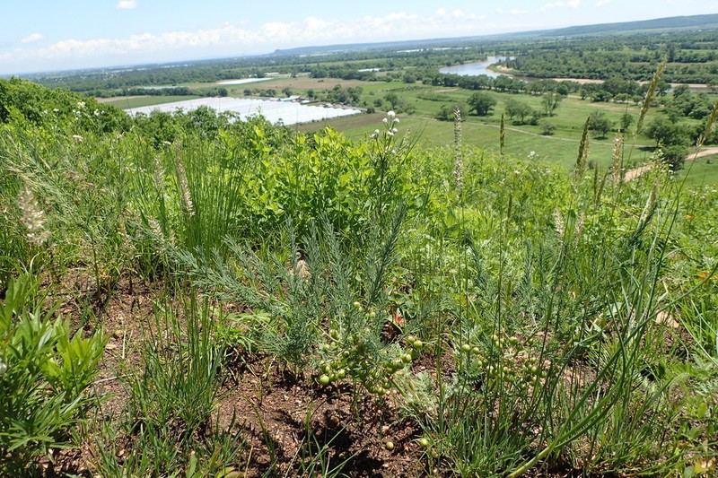 Asparagus oligoclonos