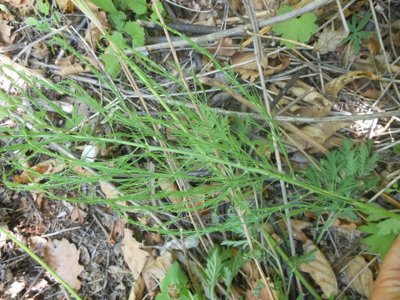 Asparagus oligoclonos photo 2
