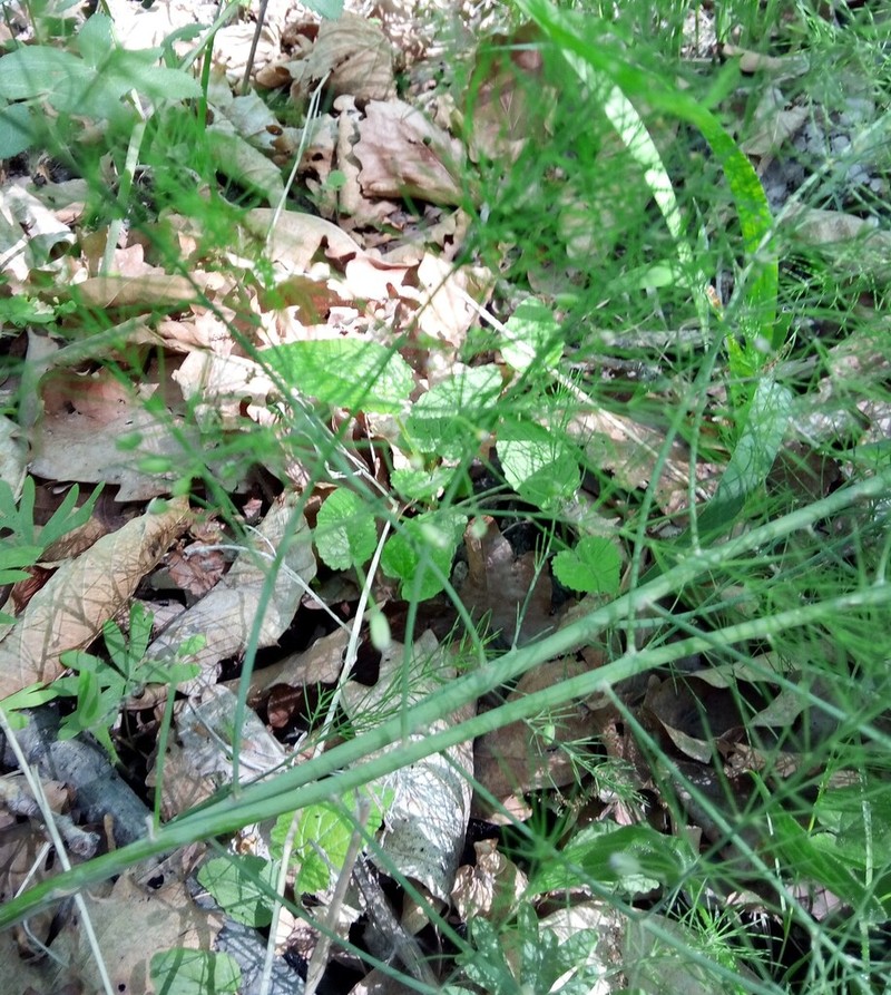 Asparagus oligoclonos photo 3
