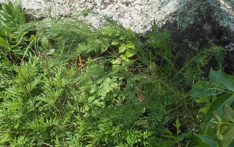 Asparagus oligoclonos photo 5