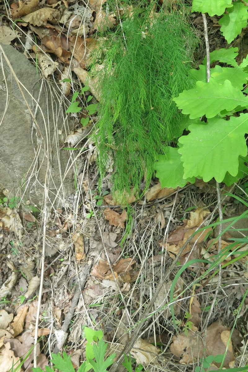 Asparagus oligoclonos photo 6