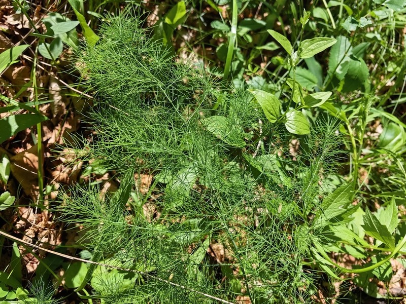 Asparagus oligoclonos photo 7